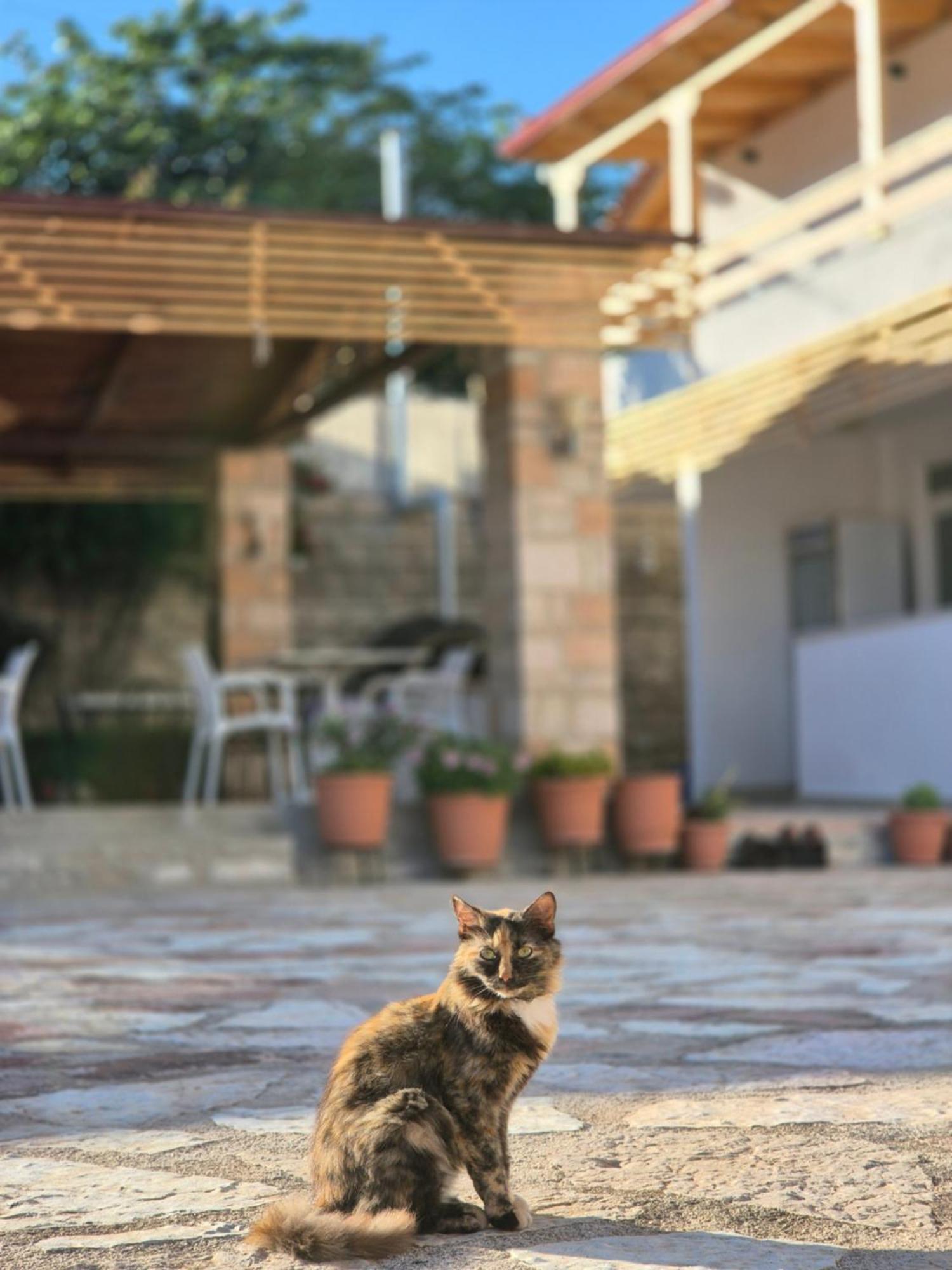 סרנדה Villa Josana מראה חיצוני תמונה